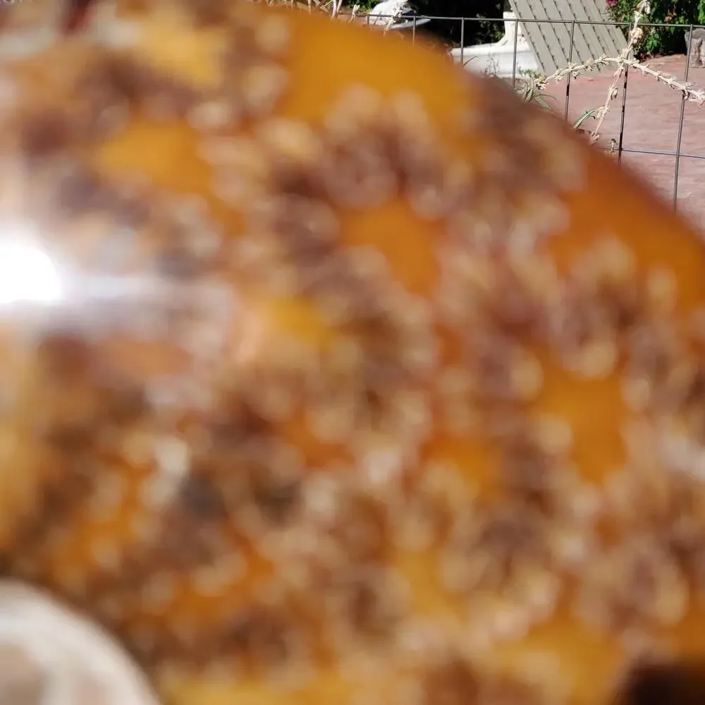 Large Cleoniceras Ammonite Masterfully Polished Fossil 1070 grams